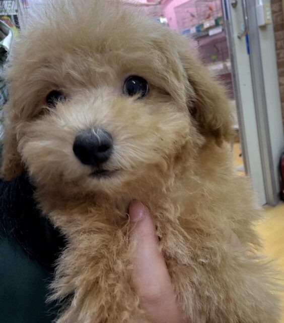 最新📷アプリコットのトイプーくん💛