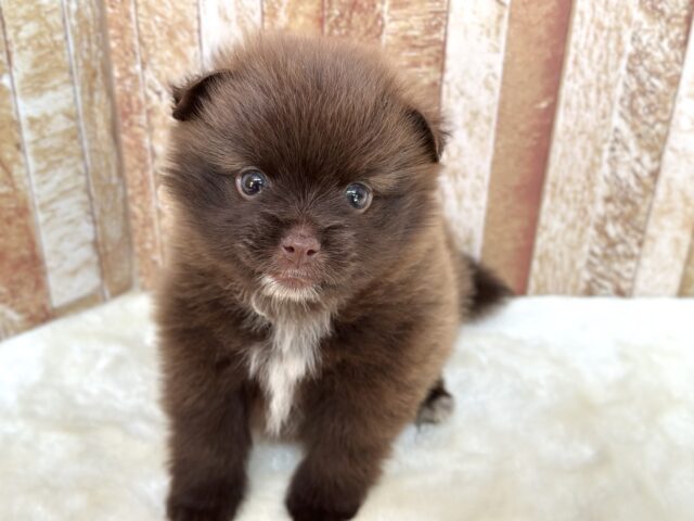 まるで黒糖パン🤎ポメラニアン（チョコ&ホワイト）2025年10月4日生まれ　男の子