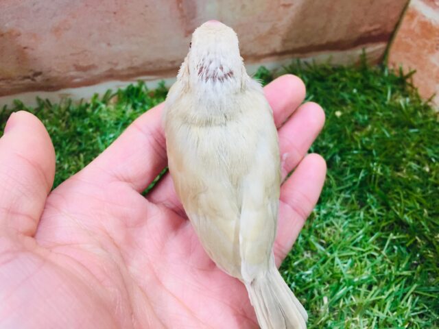 優しい色合いミルクティーカラー✨✨✨ シナモン文鳥 シナモン文鳥