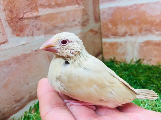 優しい色合いミルクティーカラー✨✨✨ シナモン文鳥 シナモン文鳥