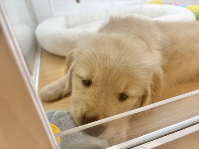 タレ目でドッタバタ〜♡ゴールデンレトリバーちゃん! ゴールデンレトリバー