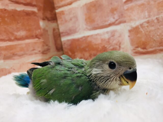 ブルーチェリーカラーのコザクラちゃんがやってきましたよ~💙💚💙💚 コザクラインコ コザクラインコ(小桜インコ)