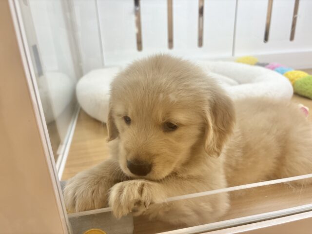 ゴールデンレトリバー