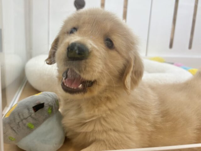 タレ目でドッタバタ〜♡ゴールデンレトリバーちゃん! ゴールデンレトリバー