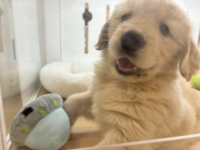 タレ目でドッタバタ〜♡ゴールデンレトリバーちゃん! ゴールデンレトリバー