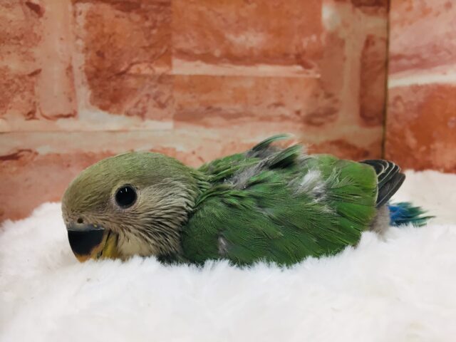 ブルーチェリーカラーのコザクラちゃんがやってきましたよ~💙💚💙💚 コザクラインコ コザクラインコ(小桜インコ)