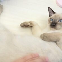 最新📷甘えん坊にゃんこ来ました！トンキニーズくん！