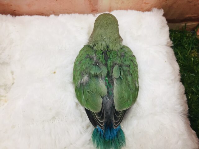 ブルーチェリーカラーのコザクラちゃんがやってきましたよ~💙💚💙💚 コザクラインコ コザクラインコ(小桜インコ)