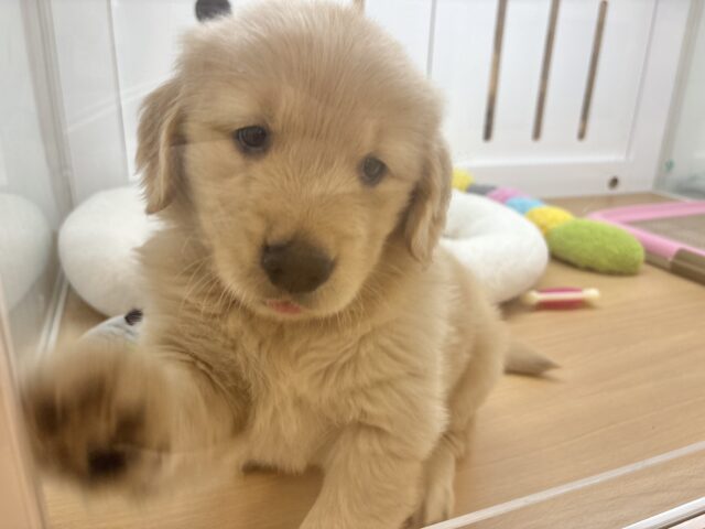 ゴールデンレトリバー