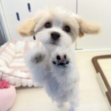 最新📷めちゃカワなキャバビションくん