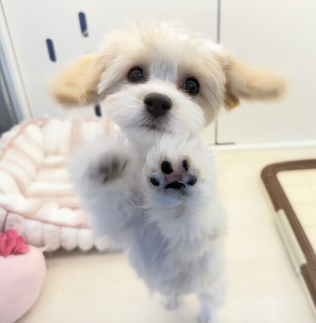 最新📷めちゃカワなキャバビションくん