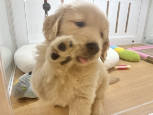 タレ目でドッタバタ〜♡ゴールデンレトリバーちゃん! ゴールデンレトリバー