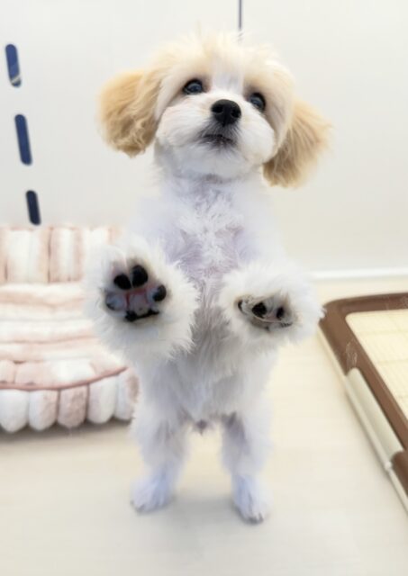 キャバビション