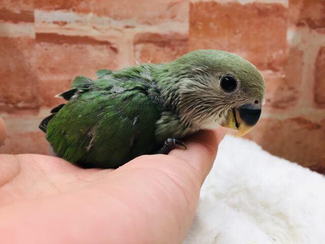 ブルーチェリーカラーのコザクラちゃんがやってきましたよ~💙💚💙💚 コザクラインコ コザクラインコ(小桜インコ)