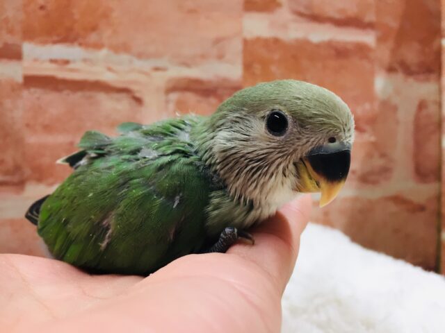 ブルーチェリーカラーのコザクラちゃんがやってきましたよ~💙💚💙💚 コザクラインコ コザクラインコ(小桜インコ)