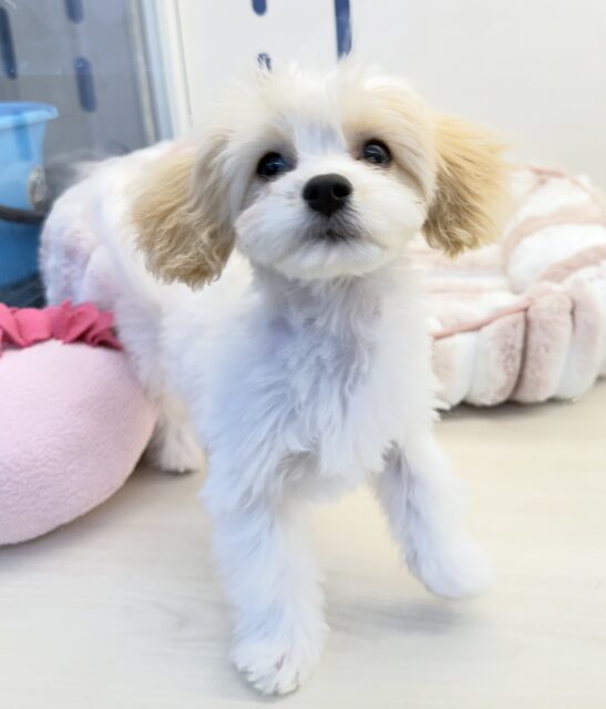 キャバビション