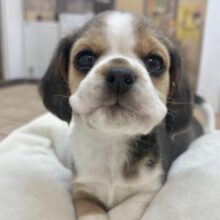 千葉店初入舎のスヌーピー！？ビーグルちゃん！