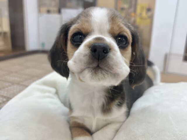 千葉店初入舎のスヌーピー！？ビーグルちゃん！