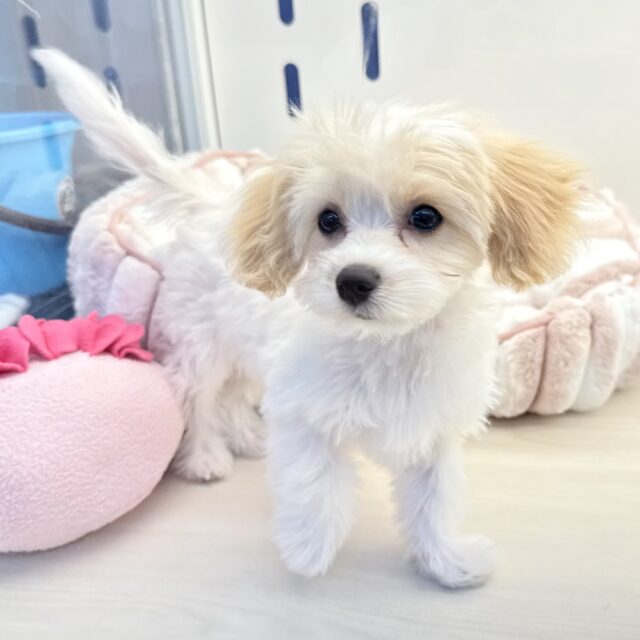 キャバビション