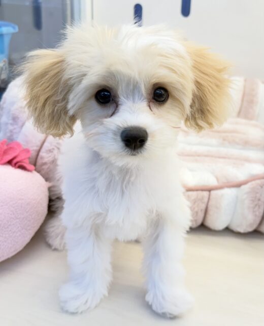 キャバビション