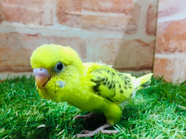⚡⚡⚡セキセイインコ(ハルクイン)⚡⚡⚡ セキセイインコ