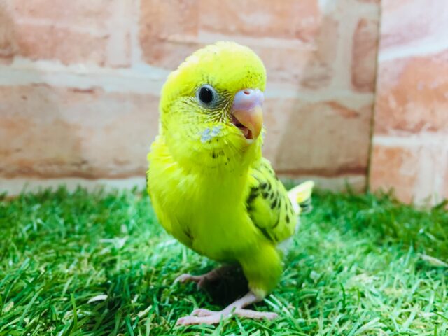 ⚡⚡⚡セキセイインコ(ハルクイン)⚡⚡⚡ セキセイインコ