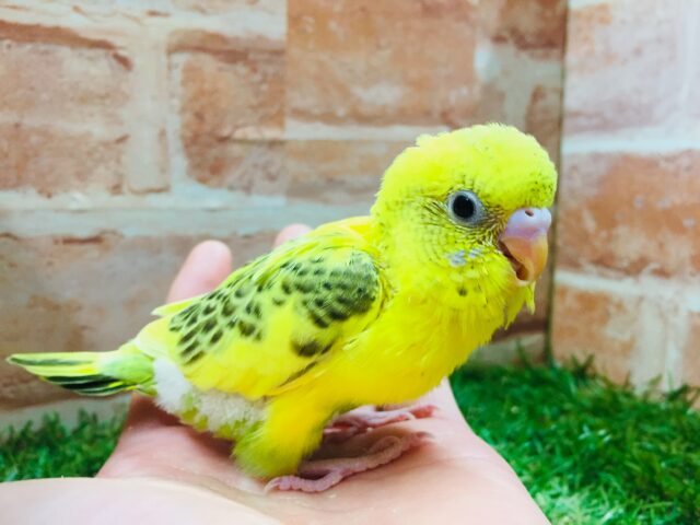 ⚡⚡⚡セキセイインコ(ハルクイン)⚡⚡⚡ セキセイインコ