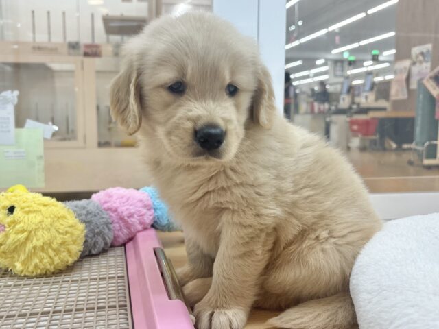 タレ目でドッタバタ〜♡ゴールデンレトリバーちゃん! ゴールデンレトリバー