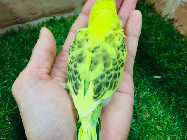 ⚡⚡⚡セキセイインコ(ハルクイン)⚡⚡⚡ セキセイインコ