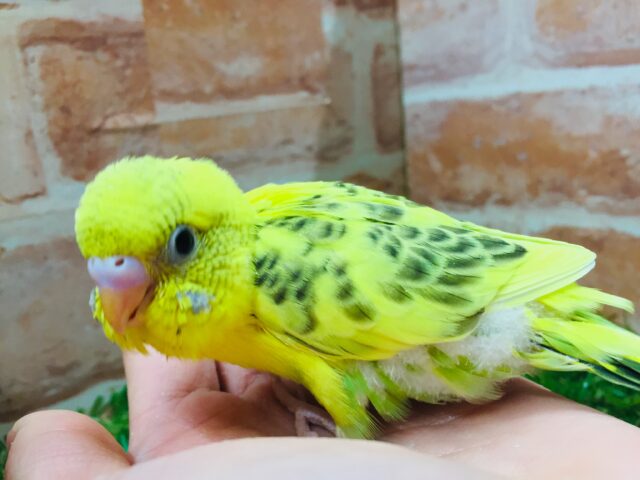 ⚡⚡⚡セキセイインコ(ハルクイン)⚡⚡⚡ セキセイインコ