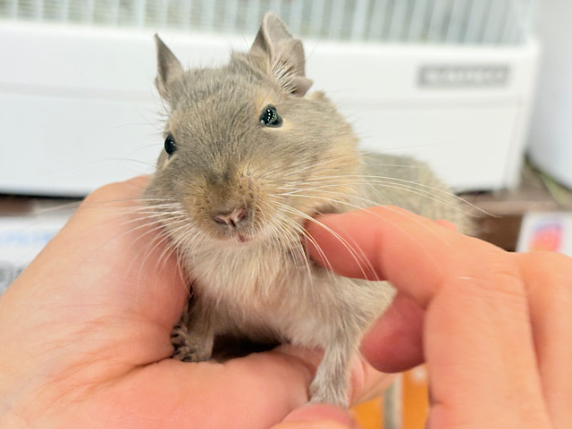 【最新画像更新🪄】走って、食べて、元気もりもり‪☆デグー(ブルー) 女の子