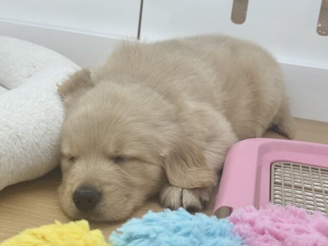 タレ目でドッタバタ〜♡ゴールデンレトリバーちゃん! ゴールデンレトリバー