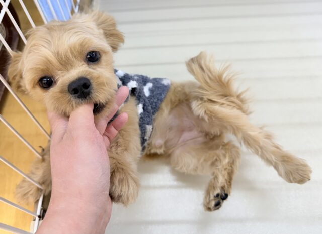 最新📷ずっと抱っこしたくなる⭐️ペキプーの女の子！