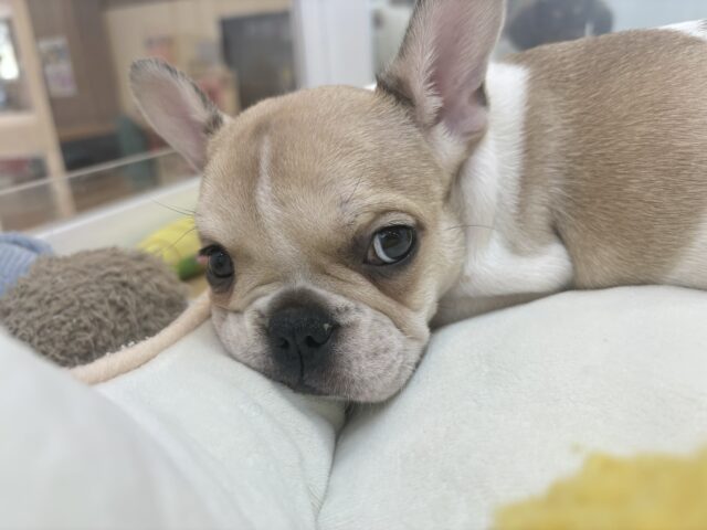 可愛さにノックアウト👊🏻フレンチブルドッグちゃん! フレンチブルドッグ