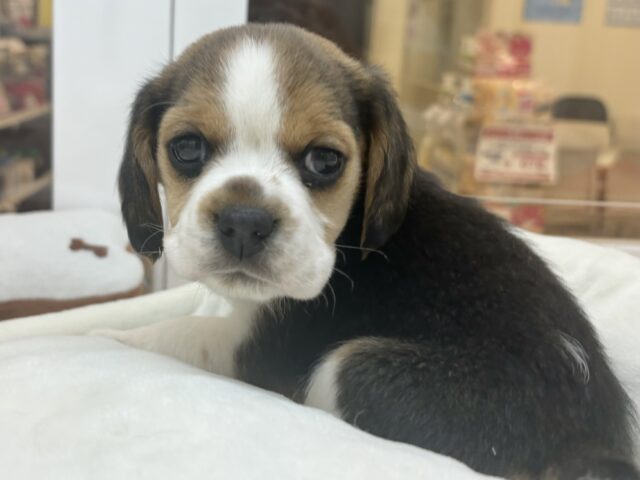 千葉店初入舎のスヌーピー!?ビーグルちゃん! ビーグル