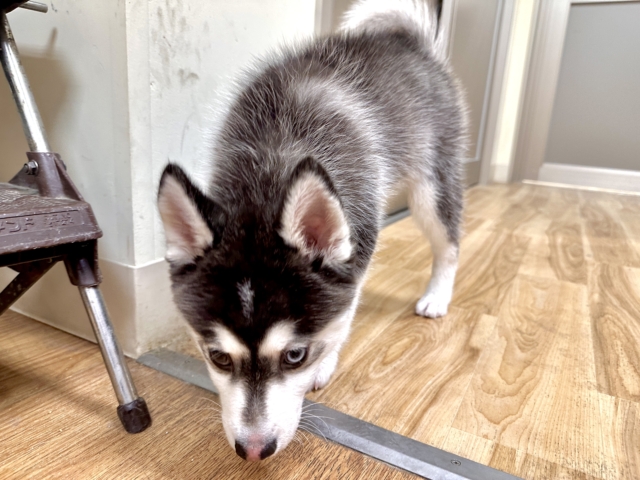 大型新人✨️✨️✨️✨️とっても珍しいミックス犬!ポンスキー男の子 ポンスキー