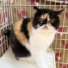 最新📷ペチャ顔が堪らん！！エキゾチックちゃん！