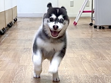 大型新人✨️✨️✨️✨️とっても珍しいミックス犬!ポンスキー男の子 ポンスキー