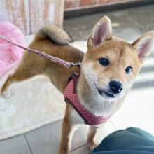 あまえんぼな美犬な柴ちゃん❤️2025年9月9日生　女の子