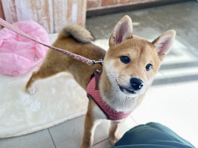 あまえんぼな美犬な柴ちゃん❤️2025年9月9日生 女の子 柴犬