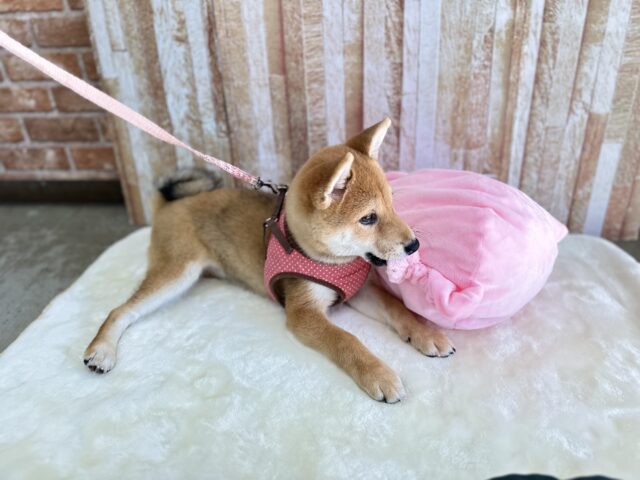 あまえんぼな美犬な柴ちゃん❤️2025年9月9日生 女の子 柴犬