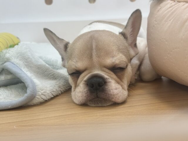 可愛さにノックアウト👊🏻フレンチブルドッグちゃん! フレンチブルドッグ