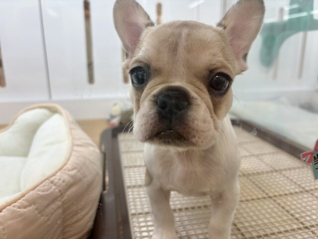 フレンチブルドッグ