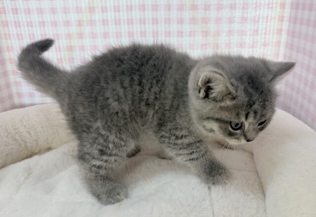 スコティッシュフォールド