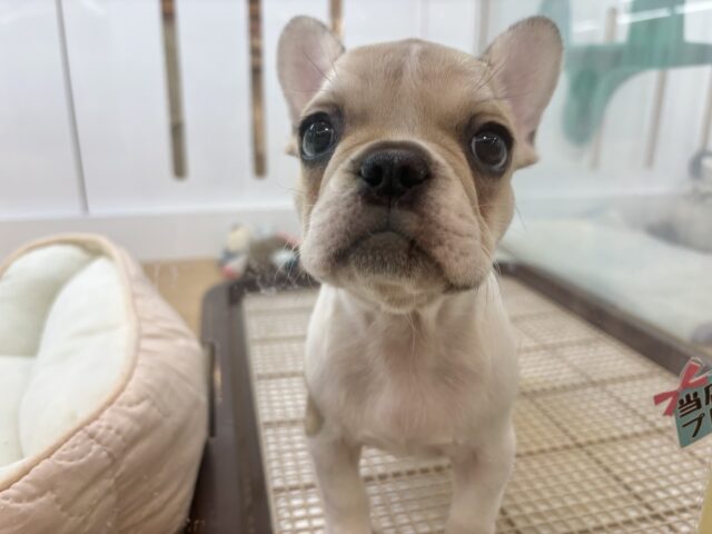 フレンチブルドッグ
