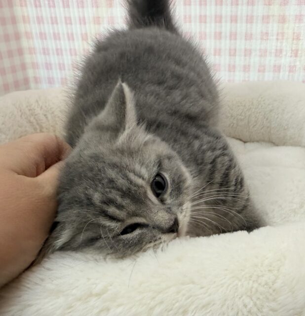 スコティッシュフォールド