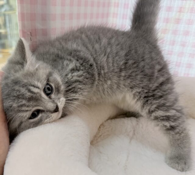 スコティッシュフォールド