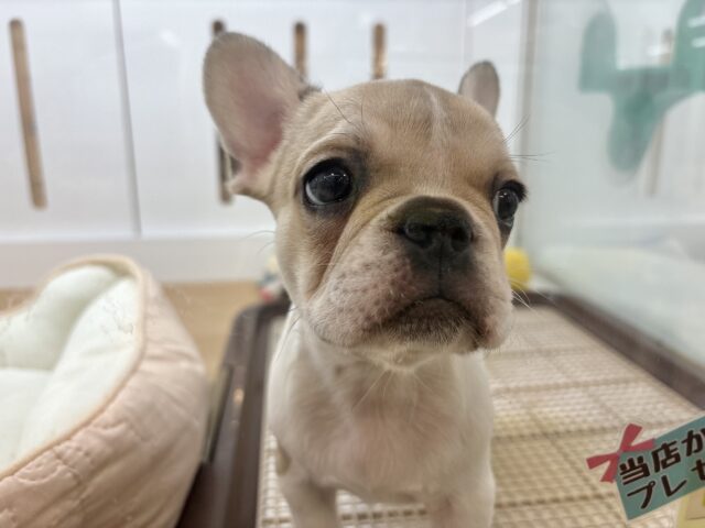 可愛さにノックアウト👊🏻フレンチブルドッグちゃん! フレンチブルドッグ