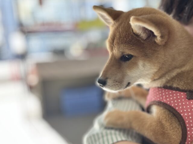 あまえんぼな美犬な柴ちゃん❤️2025年9月9日生 女の子 柴犬