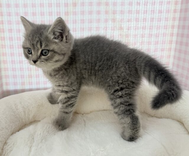 スコティッシュフォールド